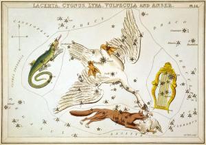 Vulpecula et Anser