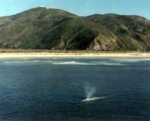 Gray whale off the California coast