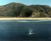 Gray whale off the California coast